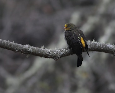 A picture of a bird sitting on one of the branches in Eagle's Nest Wildlife Sanctuary