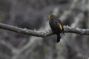 A picture of a bird sitting on one of the branches in Eagle's Nest Wildlife Sanctuary