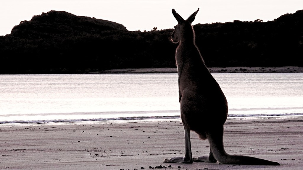 Wallaby in Australian shores 