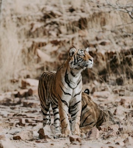 Top things to do in Ranthambore