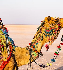 decorated camel in Jaisalmer