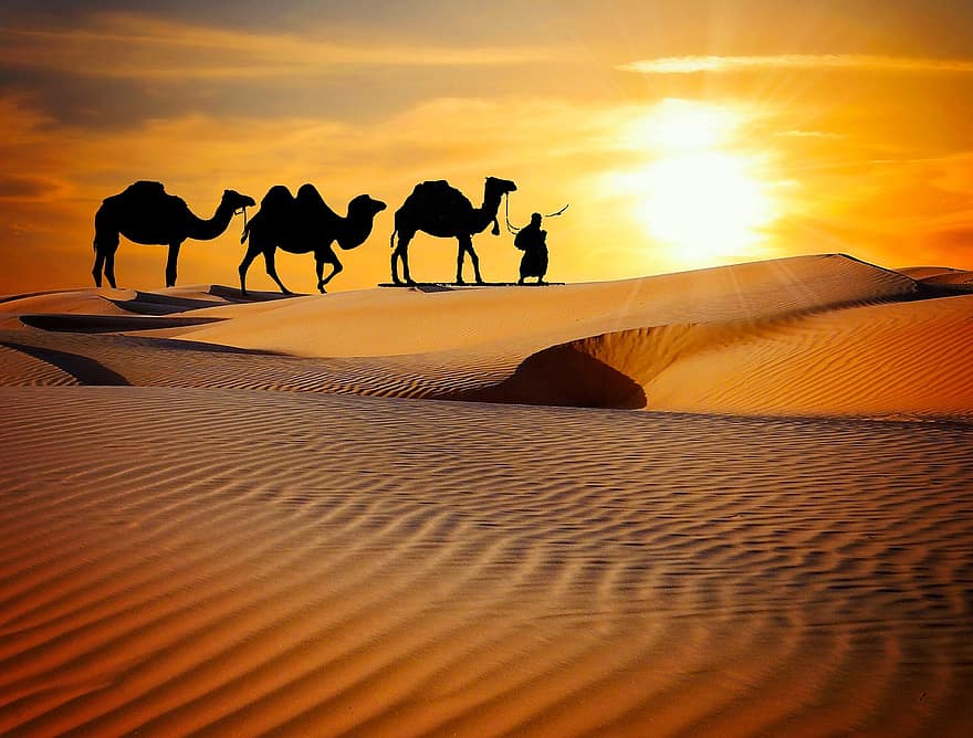 caravan desert safari dune camels ride more rajasthan camel.jpg?auto=format&ixlib=php 3.3