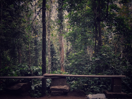 Forest view in Wayanad