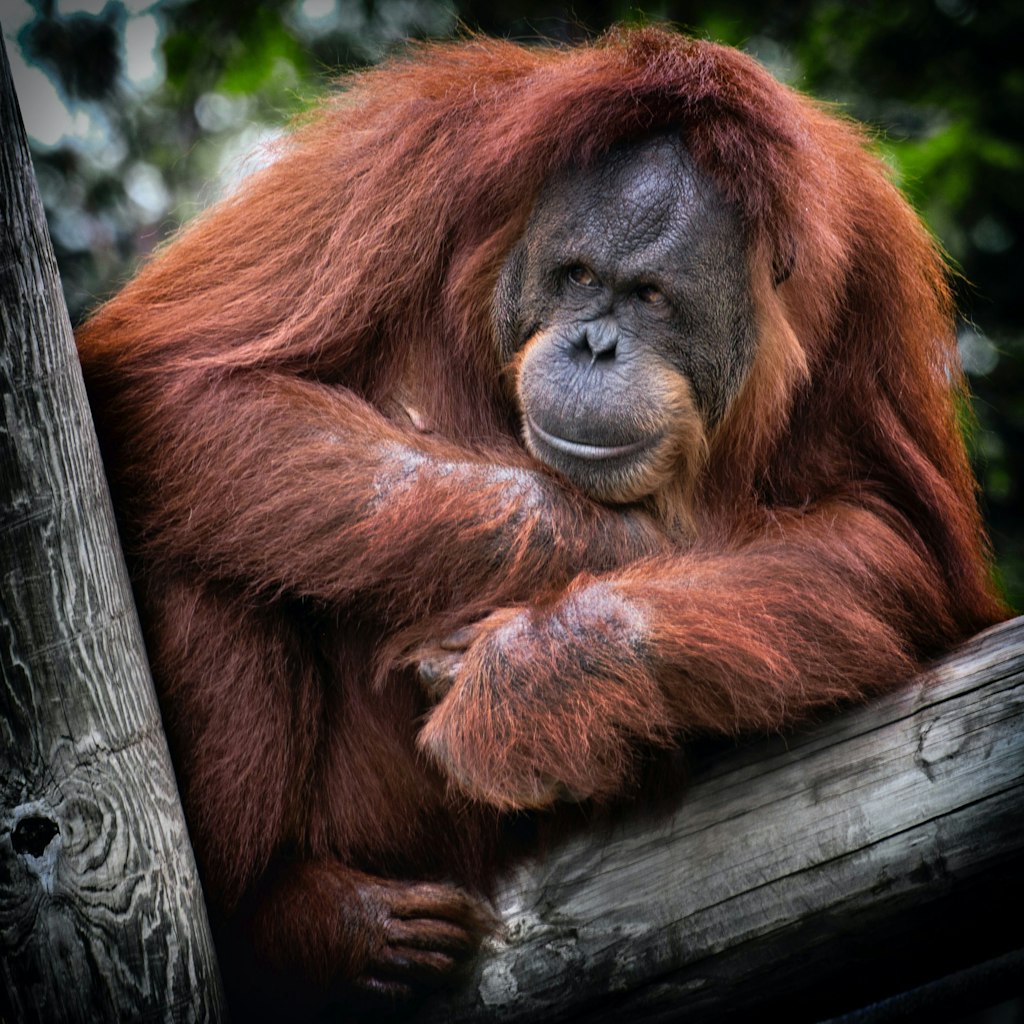 Orangutans at the Zoo Negara