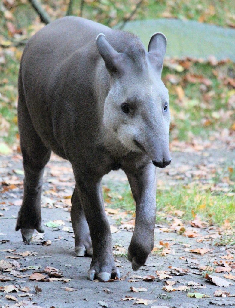 The four legged Malayan tapir