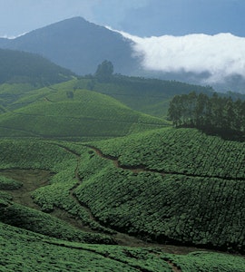 The view of Tea plantations on the way from Munnar to Thekkady