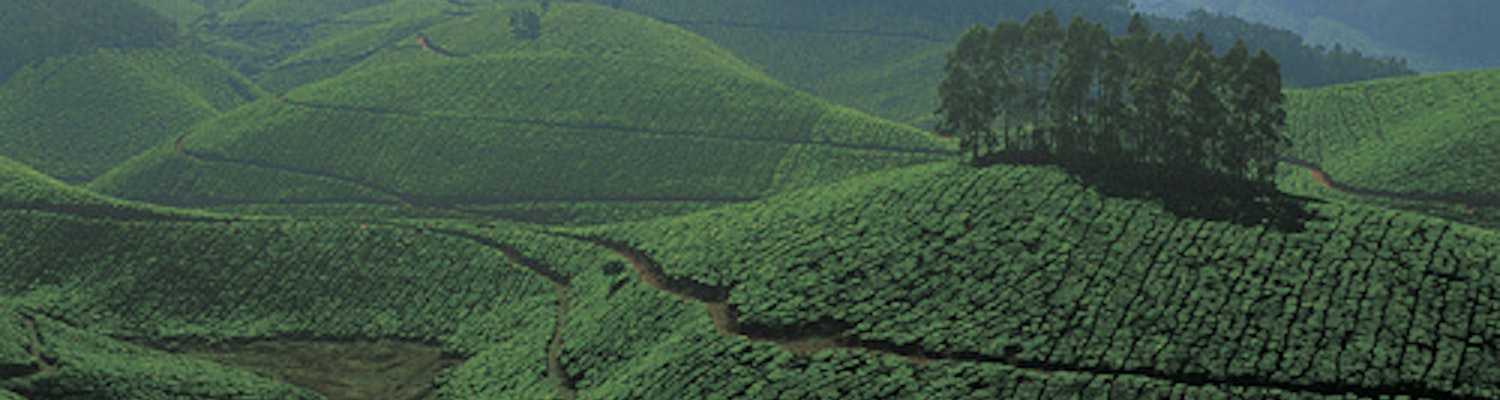 The view of Tea plantations on the way from Munnar to Thekkady