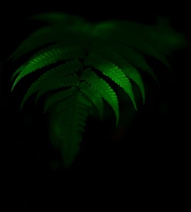 A picture of a leaf that was taken in a dark background in Wayanad