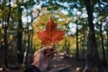 An amazing picture of a person holding a leaf in Westmount in Canada