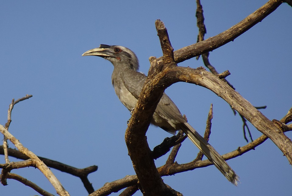 Hornbill Jaipur 