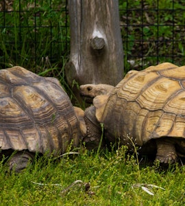 Giant Tortoises