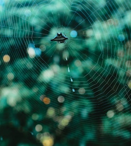 An amazing picture of an insect web in Kerala