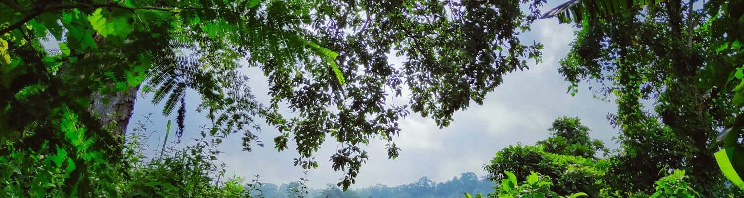 A picture of the green trees that was taken at Tripura