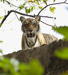 Tigers in National Park