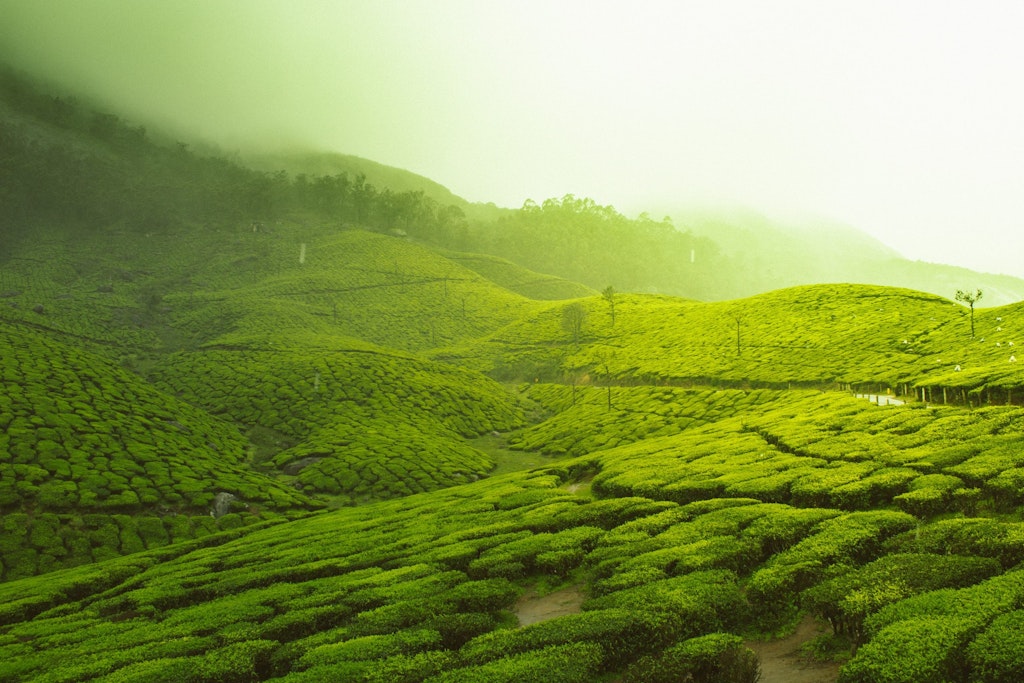 A picture of lush green fields in Kerala