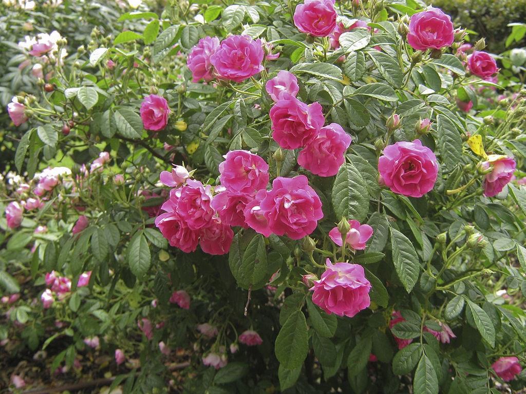 Morwell Centenary Rose Garden