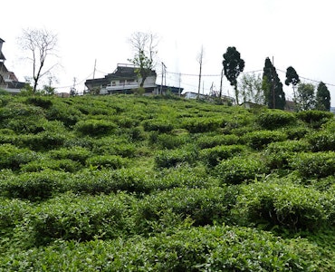 Tea Estates in Kurseong