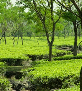 Dooars tea garden