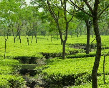 Dooars tea garden