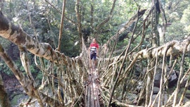 longest living root bridge in Cherrapunjee