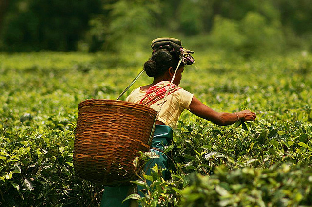 A lady at one of the tea gardens in Assam