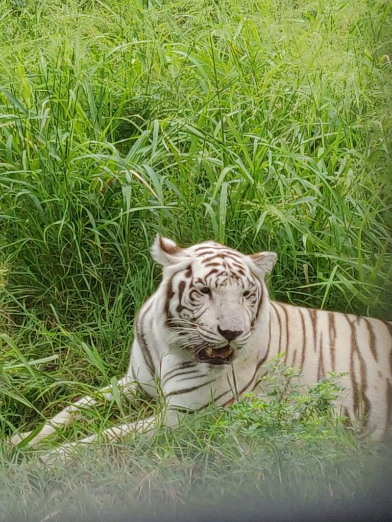 White tiger at Mauritius