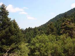 Pine forest in the trekking route