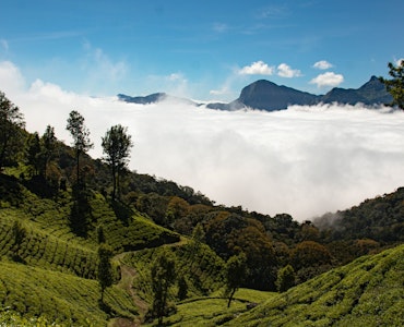A scenic view in Munnar