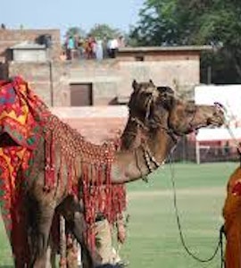 Camel In Rajasthan
