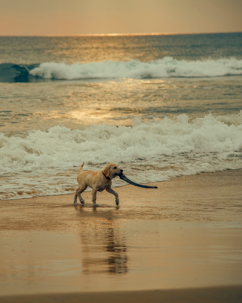 A dog at Varkala Beach in Kerala