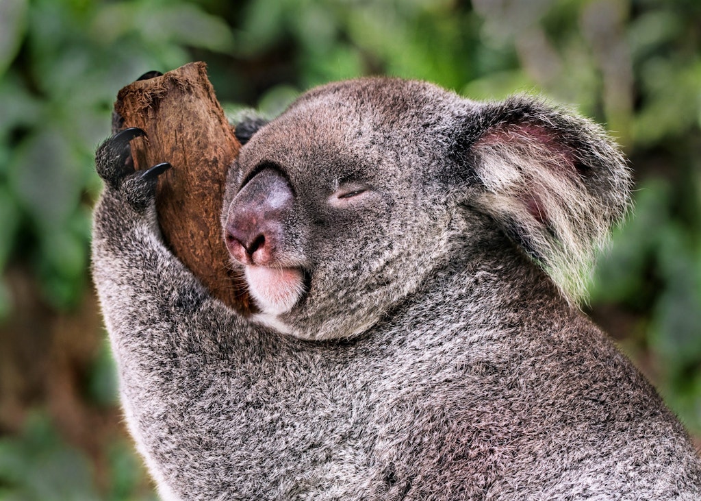 koala hugging a branch