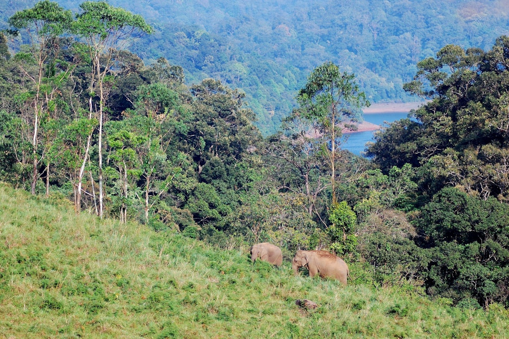 2 elephants in forest