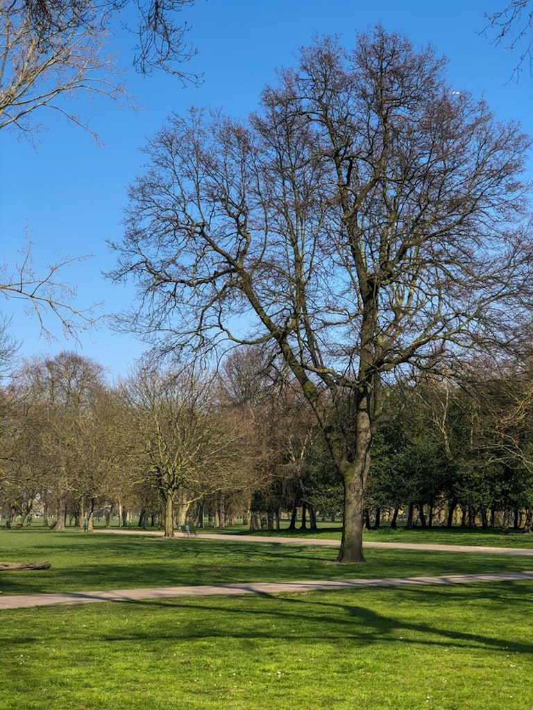 trees in the Victoria park