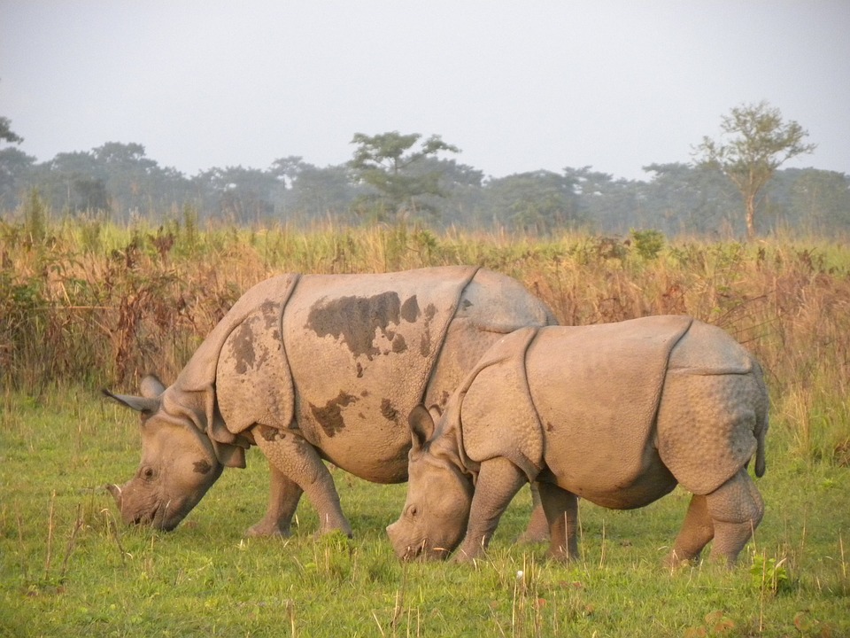Rhino in Manas Tiger Reserve 