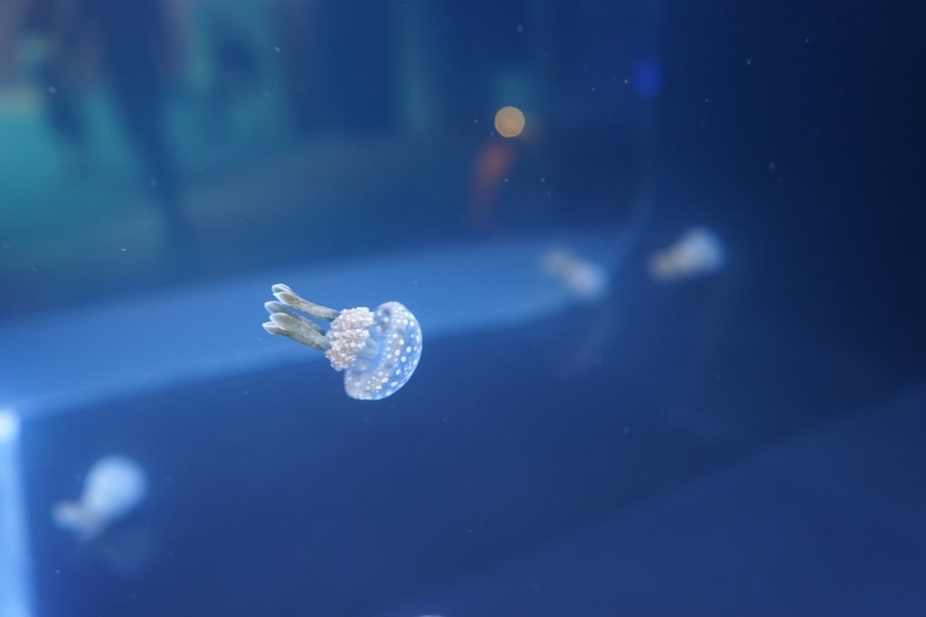 a small jellyfish