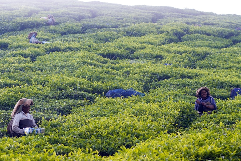 tea plantations in Munnar
