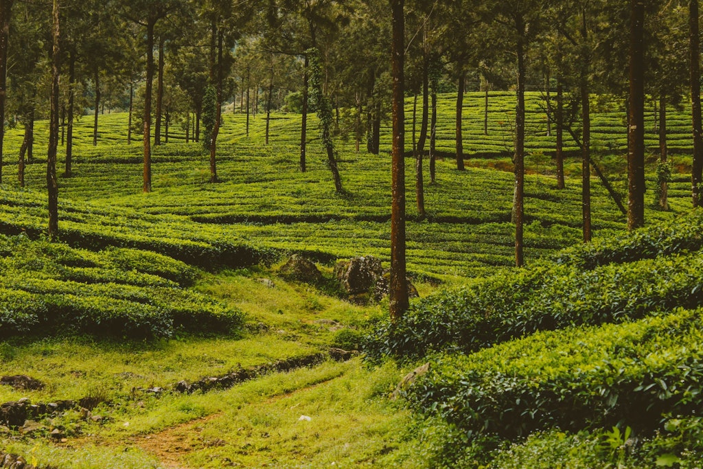 An amazing picture of plantations, that was taken in Kattappana