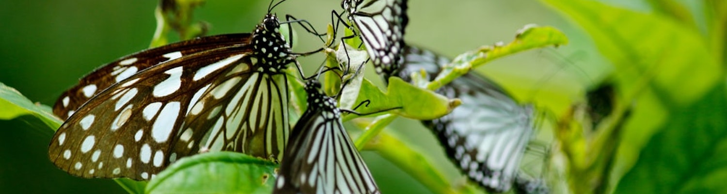 butterflies in Kumarakom