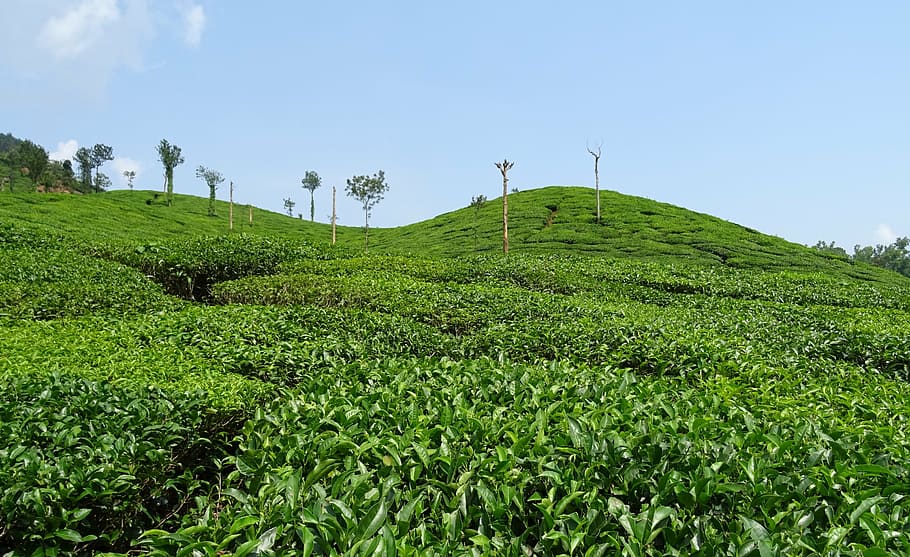 Tea plantations at Chikmagalur