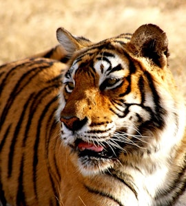 Manas Tiger Reserve in India