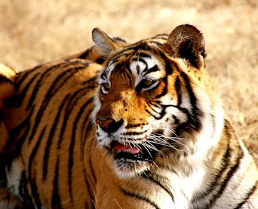 Manas Tiger Reserve in India
