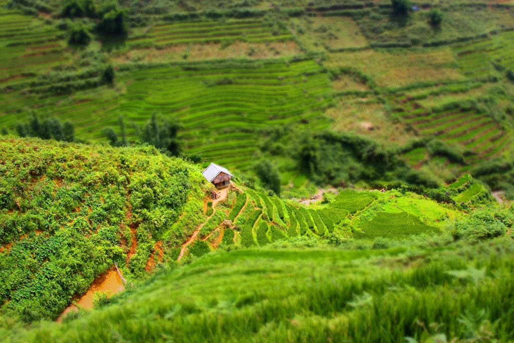 Vietnam Sapa Rice Field