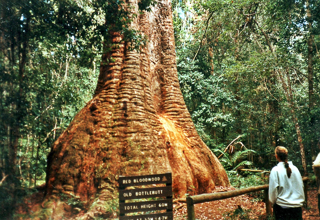 Old Bottlebutt in Burrawan State Forest, Port Macquarie