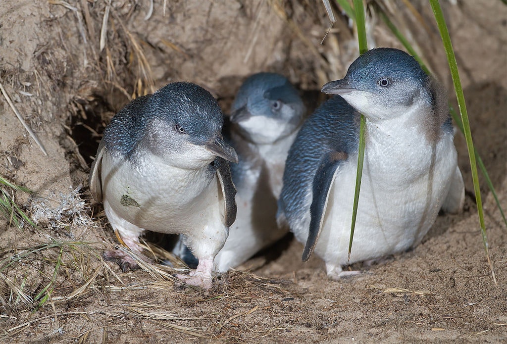 Penguin Colony in Launceston