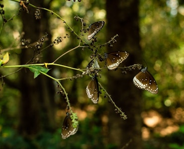 butterflies at the Tourist places in Dandeli