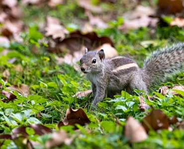 Squirrel in Kudemukh National Park