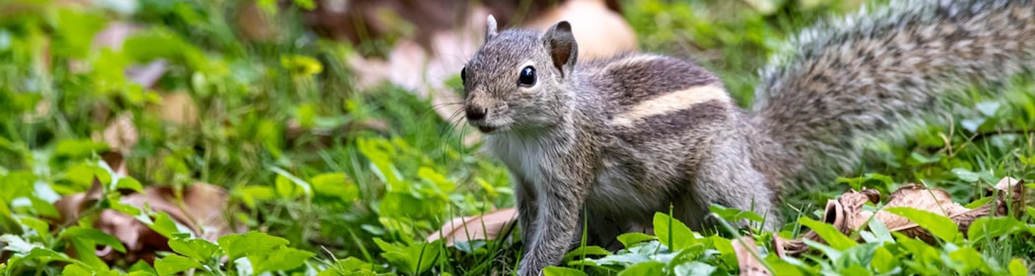 Squirrel in Kudemukh National Park