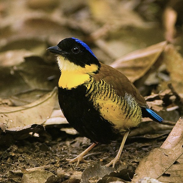 Spotting of the Gurney's Pitta bird at the Thung Teao Forest Natural park.