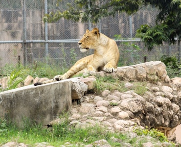 Kerala Zoo