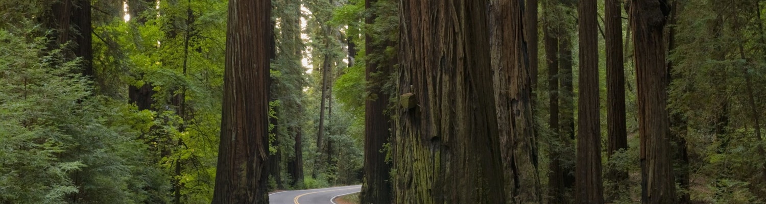 Redwood Highway (California 101)